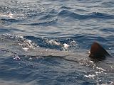 Sudafrica Sara - 13